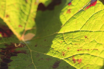 colorful wine leaf in vineyard