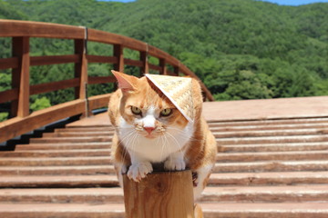 猫
