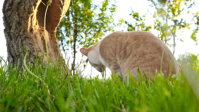 The cat is eating the green grass