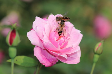 flower and insect