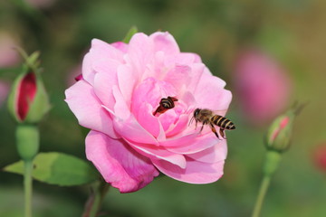 flower and insect