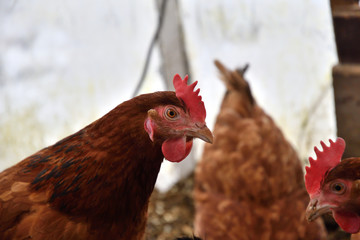 domestic chicken eating together on the grass farm in the winter