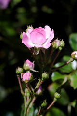 Rose - Miniture Pink