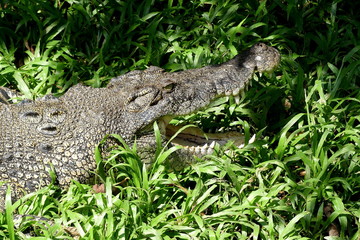 Krokodil