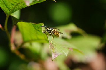 European Wasp