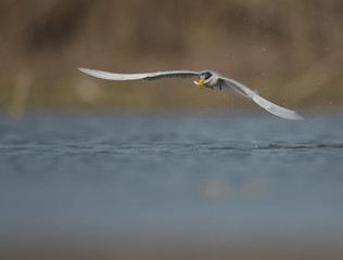 River tern fishing in wetland 