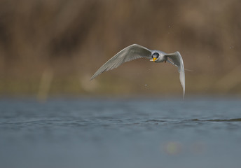 The River tern