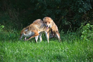 Fototapeta premium fox fight