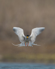 The River tern