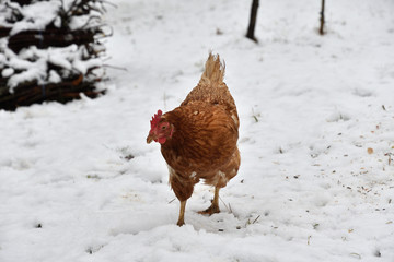 domestic chicken eating together on the grass farm in the winter