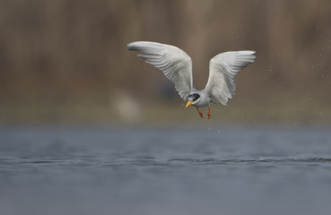 The River tern
