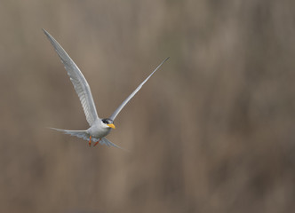 The River tern