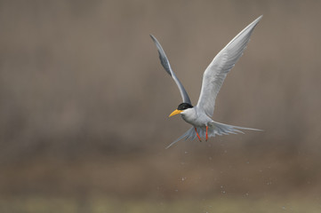The River tern