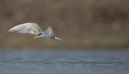 The River tern