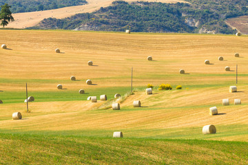 Obraz premium Tuscany hills landscape, Italy