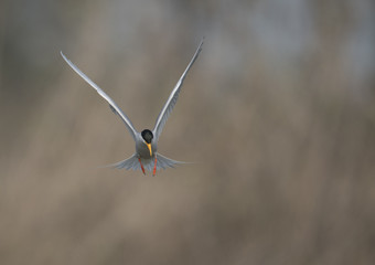 The River tern