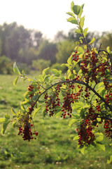 Cherry laurel branch in a park 