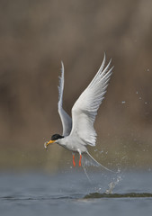 The River tern