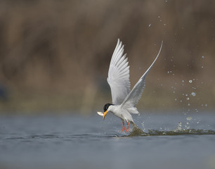 The River tern