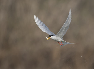 The River tern