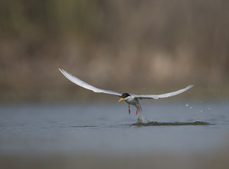 The River tern