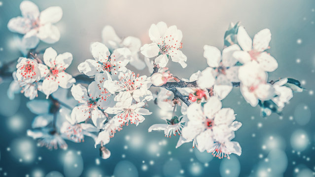 Fototapeta Springtime blossom. White cherry spring blossom, flowers bloom at turquoise blur nature background. Blossoming of flowers, close up