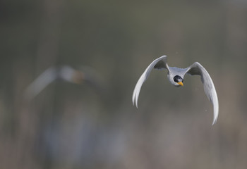 The River tern