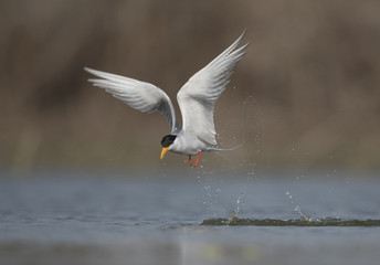 Obraz premium The River tern