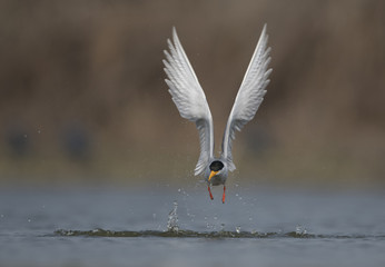 The River tern