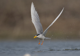 The River tern