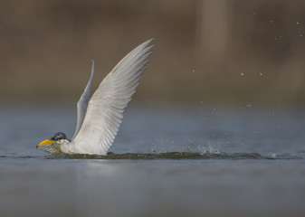 The River tern