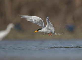 The River tern
