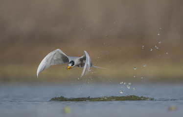 The River tern