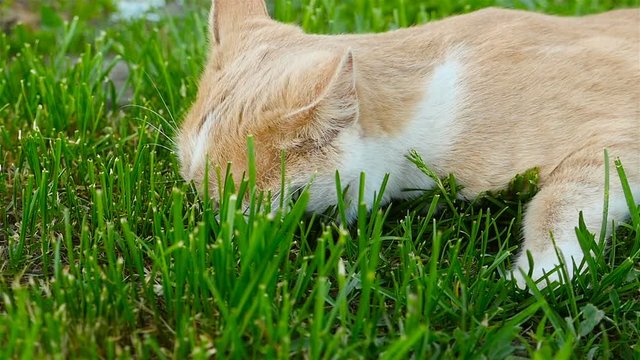 A cat is played on the grass. Close-up. Slow motion.