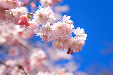 Obraz premium Kirschblüte