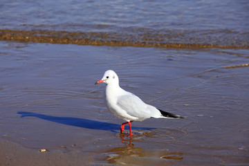 A seagull, close-up