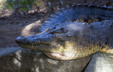 Crocodile in sunlight photo. Crocodile mouth closeup with sharp teeth.