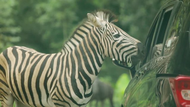 Bogor - Indonesia. January 31, 2018: Video footage of zebra eating carrot from visitor in the car at the zoo