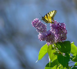 Black and yellow butterfly on lilac bloom