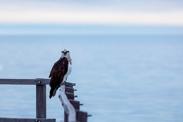 The Osprey has a brown back with white head and belly. The only Australian bird of prey with dark line through the eye. the young have streaking across the chest.  Coral Bay, Western Australia.