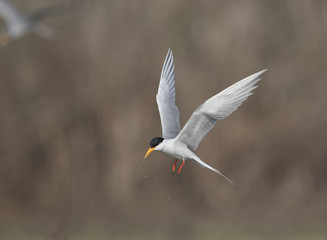 The River tern