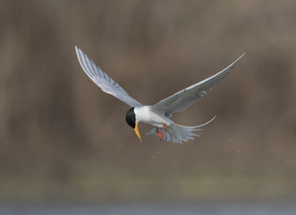 The River tern