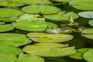Frog on lily pads in a pond