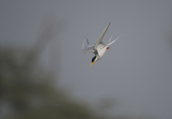 The River tern