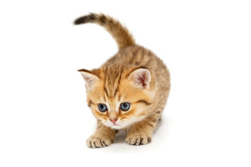 Small British kitten playing