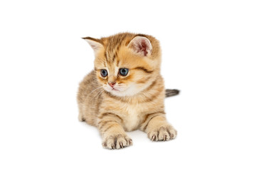 Fototapeta premium Small British kitten