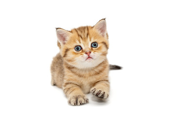 Small British kitten