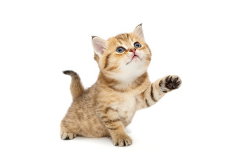 Small British kitten playing