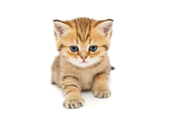 Small British kitten