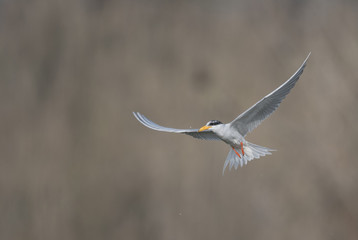 The River tern
